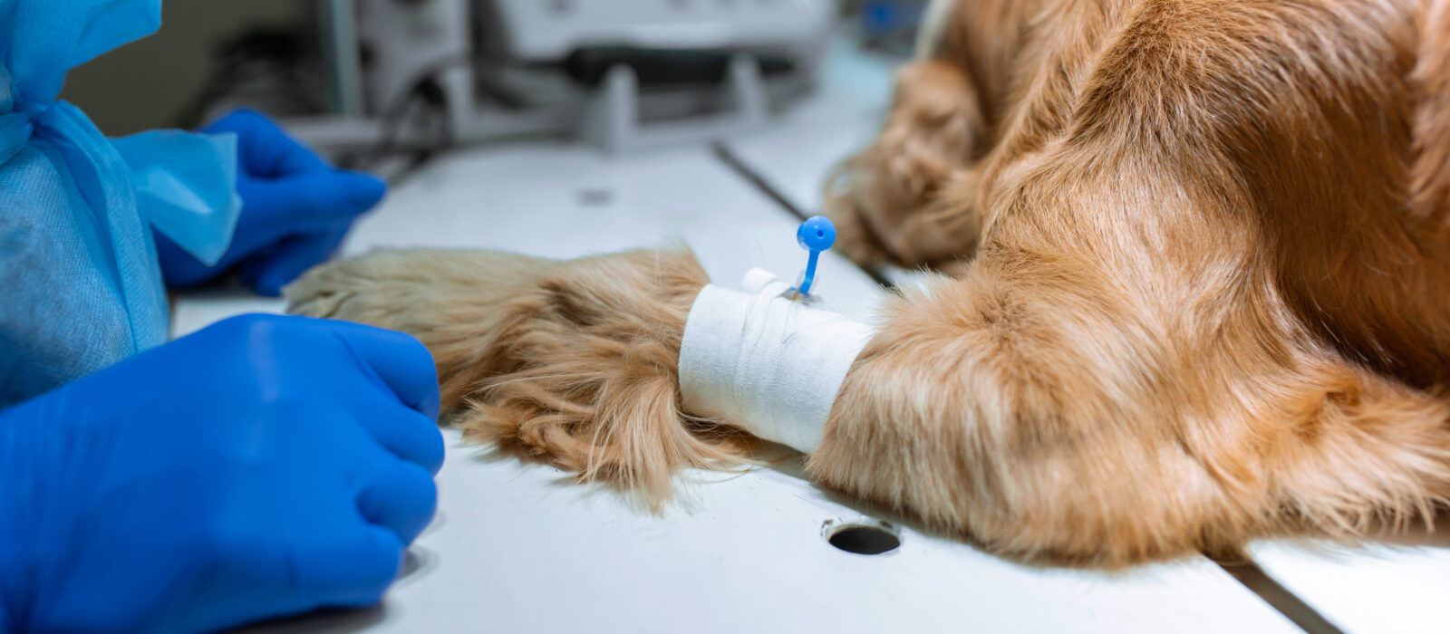 Supporting veterinary anaesthesia with Safira®